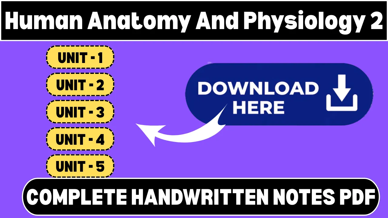 Human Anatomy And Physiology 2